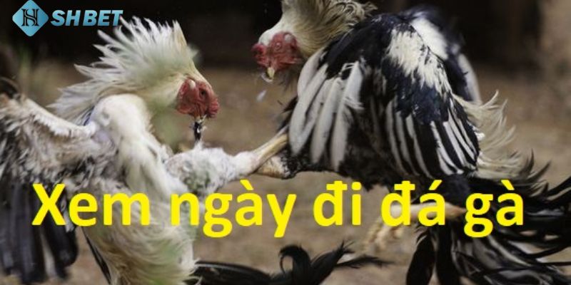cách xem ngày đá gà Ý nghĩa của việc áp dụng cách xem ngày đá gà