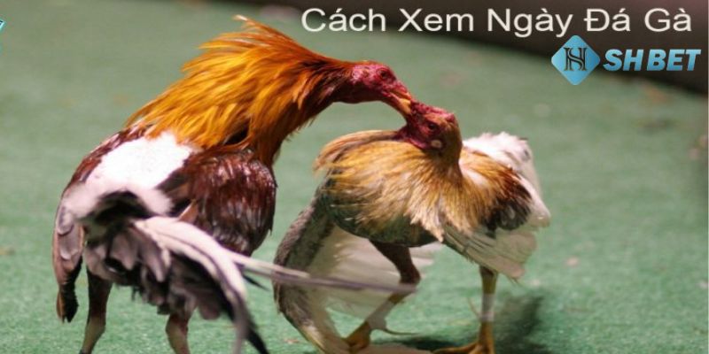 cách xem ngày đá gà Cách xem ngày đá gà theo mùa