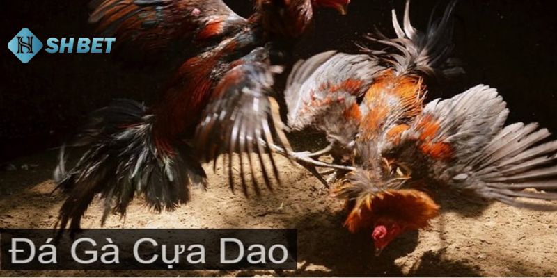 đá gà cựa dao Tìm hiểu tổng quan về đá gà cựa dao là gì?
