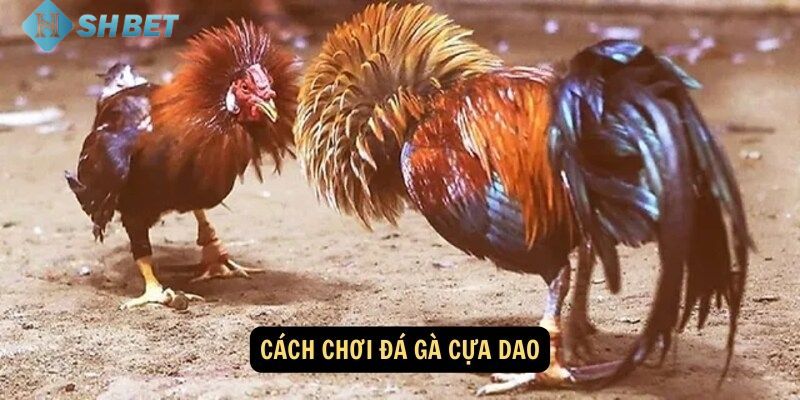 đá gà cựa dao Khám phá chi tiết về luật chơi đá gà cựa dao đơn giản