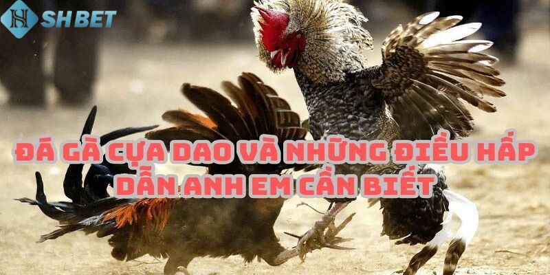 đá gà cựa dao Theo dõi nhiều trận đấu trong thời gian ngắn
