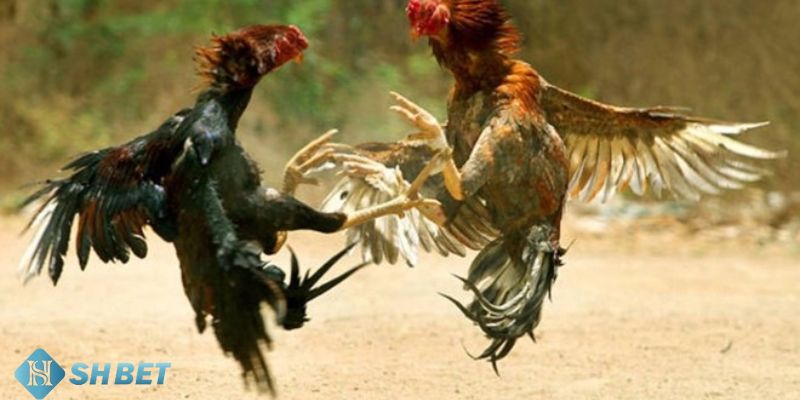 So sánh đá gà online ăn tiền thật với hình thức truyền thống