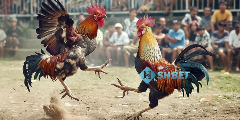Mẹo bắt kèo cá cược trực tiếp đá gà Mỹ hay