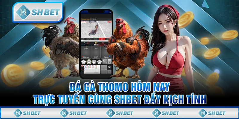 Đá Gà Thomo Hôm Nay Trực Tuyến Cùng SHBET Đầy Kịch Tính