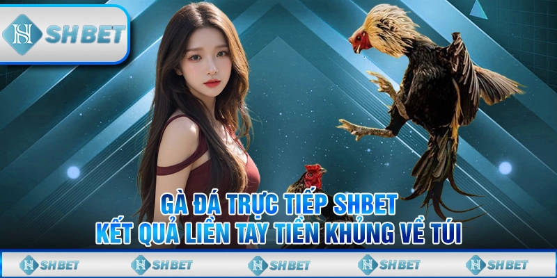 gà đá trực tiếp