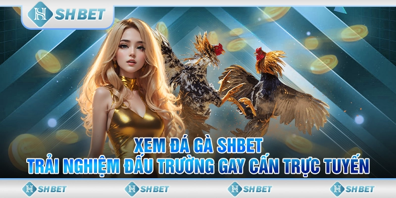 xem đá gà