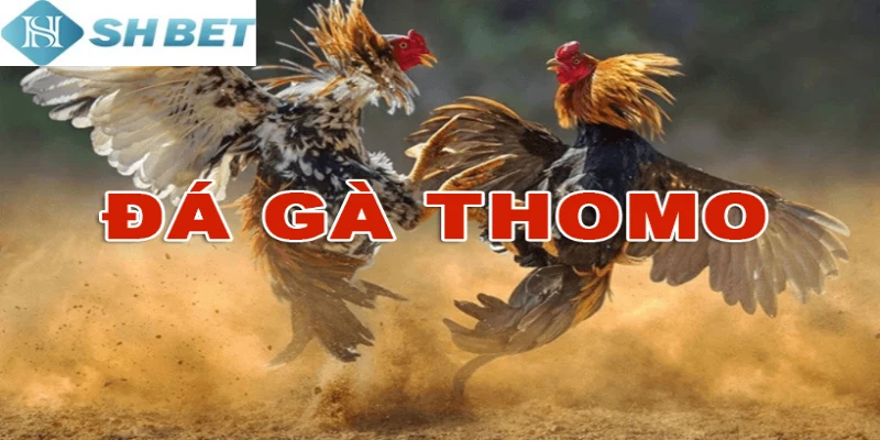 Lựa chọn đá gà thomo hôm nay cực vui thắng cực lớn
