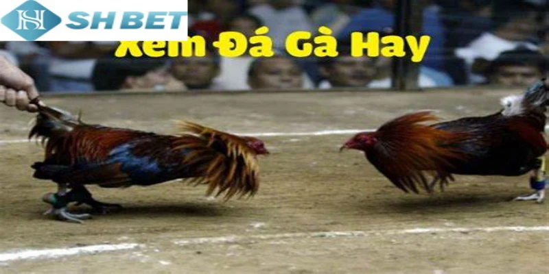 Xem đá gà Thomo online trên đa dạng thiết bị