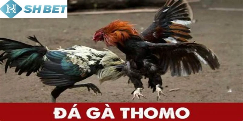 Hãy nắm rõ thể lệ và cách tính điểm tại đá gà Thomo