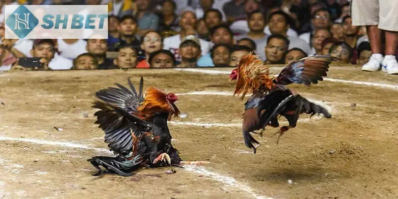 Đừng bỏ qua các thể loại đá gà thịnh hành trên sân chơi