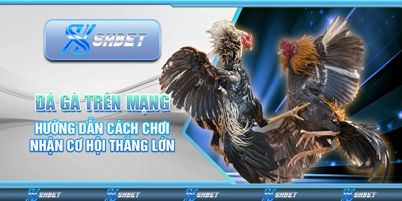 Đá Gà Trên Mạng - Hướng Dẫn Cách Chơi Nhận Cơ Hội Thắng Lớn