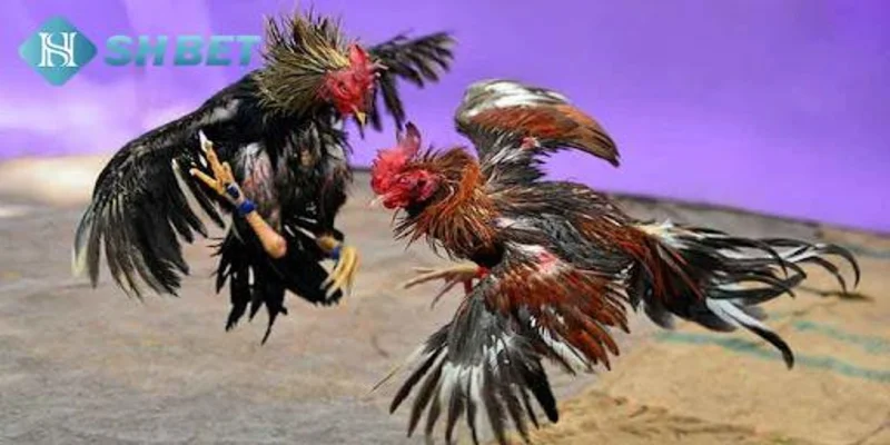 Đá gà trên mạng: Tổng quan