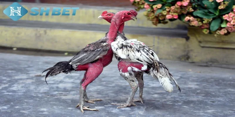 Hướng dẫn chơi đá gà trên mạng hiệu quả
