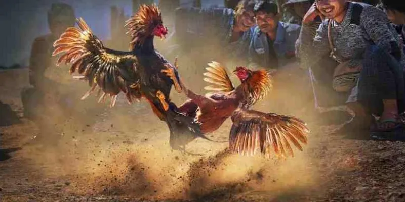 Thủ thuật áp dụng cách đọc kèo đá gà hiệu quả