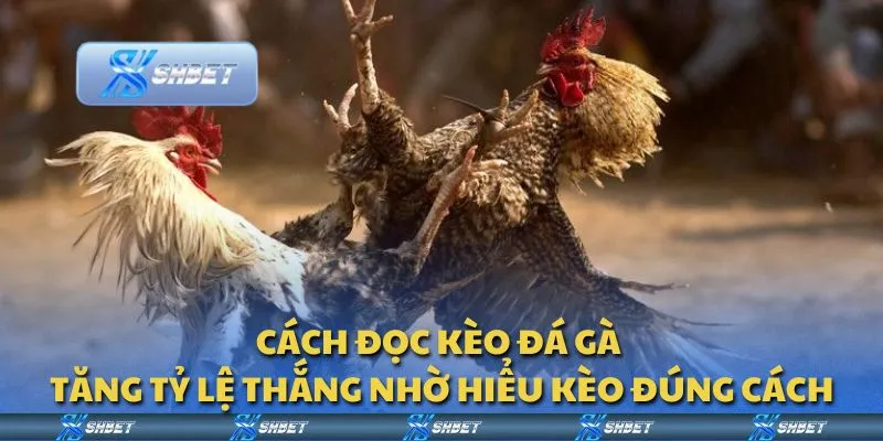 Cách đọc kèo đá gà - Tăng tỷ lệ thắng nhờ hiểu kèo đúng cách