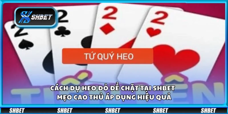 Cách dụ heo đỏ để chặt tại Shbet - Mẹo cao thủ áp dụng hiệu quả